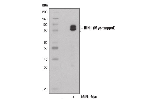 Western Blotting Image 2: BIN1 Antibody