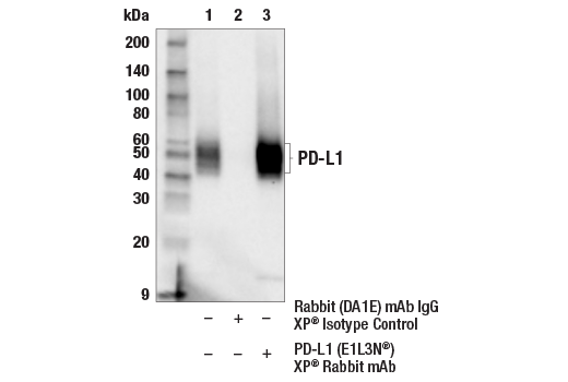 Immunoprecipitation Image 1: PD-L1 (E1L3N®) XP® Rabbit mAb