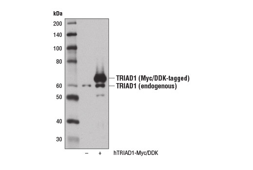 Western Blotting Image 3: TRIAD1 Antibody