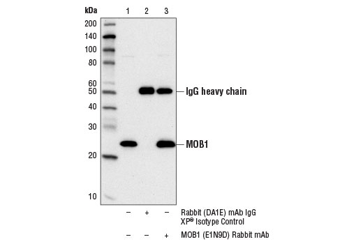  Image 3: PhosphoPlus® MOB1A/MOB1B (Thr35) Antibody Duet