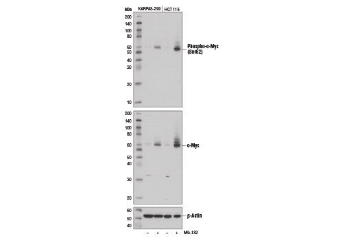  Image 7: Myc Family Profiling Antibody Sampler Kit