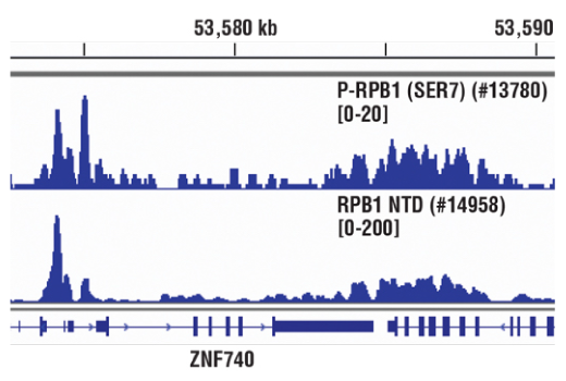Chromatin Immunoprecipitation Image 1: Phospho-Rpb1 CTD (Ser7) (E2B6W) Rabbit mAb