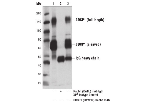 Immunoprecipitation Image 1: CDCP1 (D1W9N) Rabbit mAb