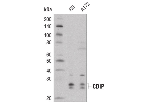 Western Blotting Image 3: CDIP Antibody