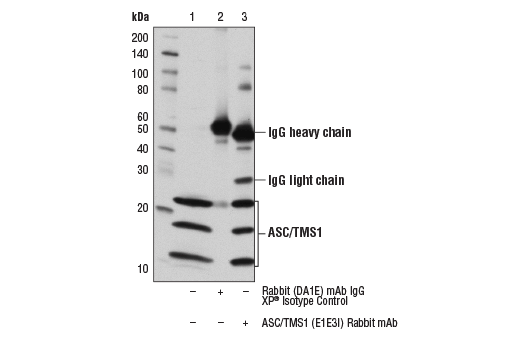 Immunoprecipitation Image 1: ASC/TMS1 (E1E3I) Rabbit mAb