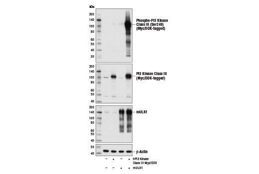 Western Blotting Image 1: Phospho-PI3 Kinase Class III (Ser249) Antibody