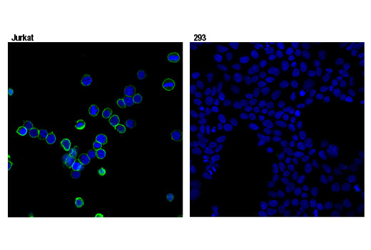 Immunofluorescence Image 1: CD45 (Intracellular Domain) (D9M8I) XP® Rabbit mAb