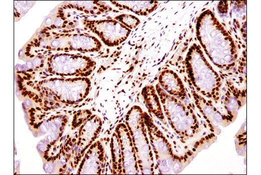 Immunohistochemistry Image 3: Histone H4 (D2X4V) Rabbit mAb
