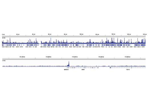 Chromatin Immunoprecipitation Image 2: c-Myc/N-Myc (D3N8F) Rabbit mAb
