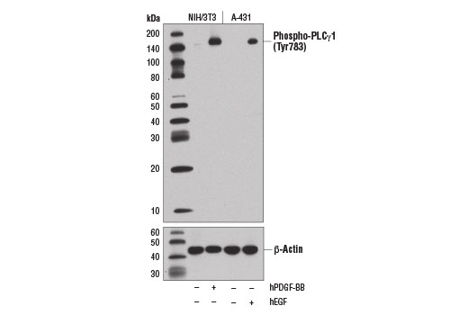  Image 1: Phospho-EGF Receptor Pathway Antibody Sampler Kit