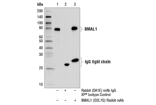 Immunoprecipitation Image 1: BMAL1 (D2L7G) Rabbit mAb