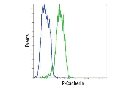 Flow Cytometry Image 1: P-Cadherin (12H6) Mouse mAb