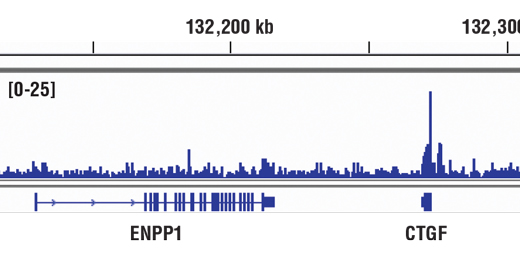 Image 33: Hippo Pathway: Upstream Signaling Antibody Sampler Kit