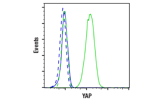  Image 5: Hippo Pathway: Upstream Signaling Antibody Sampler Kit