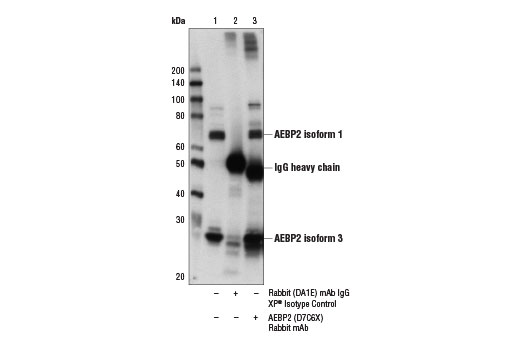 Immunoprecipitation Image 1: AEBP2 (D7C6X) Rabbit mAb