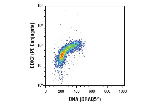 Flow Cytometry Image 1: CDK2 (78B2) Rabbit mAb (PE Conjugate)