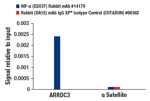 CUT and RUN Image 3: HIF-1α (D2U3T) Rabbit mAb