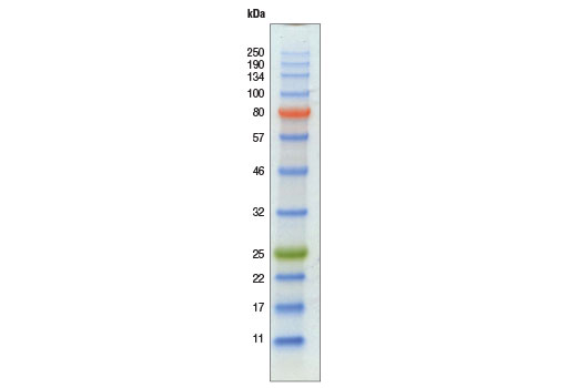 protein ladder on western blot