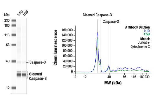  Image 1: PhosphoPlus® Caspase-3 (Cleaved, Asp175) Antibody Duet