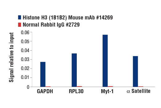 Chromatin Immunoprecipitation Image 1: Histone H3 (1B1B2) Mouse mAb