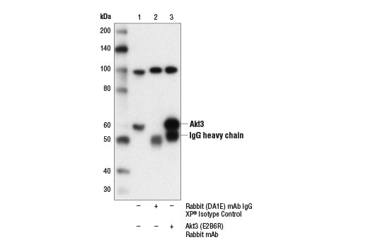 Immunoprecipitation Image 1: Akt3 (E2B6R) Rabbit mAb