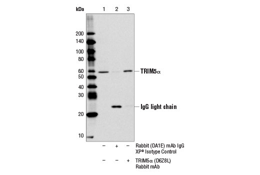  Image 20: Host Cell Viral Restriction Factor Antibody Sampler Kit