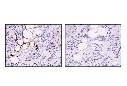 Immunohistochemistry Image 3: CD36 (D8L9T) Rabbit mAb