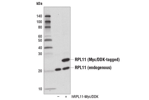 Western Blotting Image 2: RPL11 Antibody