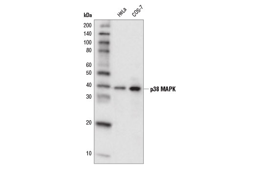 Western Blotting Image 1: p38 MAPK (D13E1) XP® Rabbit mAb (HRP Conjugate)