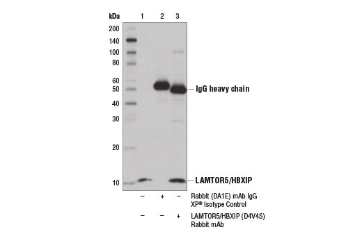 Immunoprecipitation Image 1: LAMTOR5/HBXIP (D4V4S) Rabbit mAb