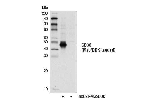 Western Blotting Image 1: CD38 Antibody