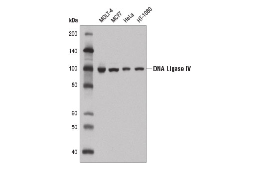  Image 2: Non-Homologous End Joining (NHEJ) DNA Repair Antibody Sampler Kit