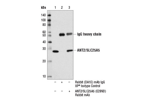 Immunoprecipitation Image 1: ANT2/SLC25A5 (E2B9D) Rabbit mAb