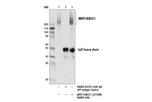 Immunoprecipitation Image 1: MRP1/ABCC1 (D7O8N) Rabbit mAb