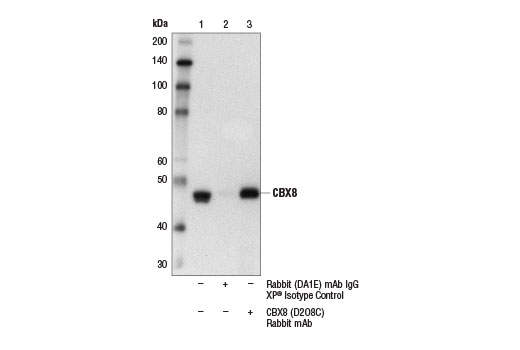 Immunoprecipitation Image 1: CBX8 (D2O8C) Rabbit mAb