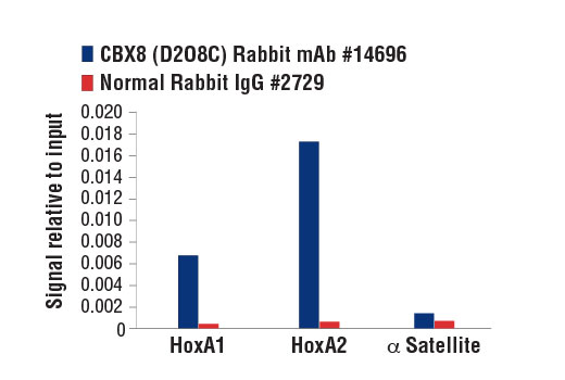 Chromatin Immunoprecipitation Image 3: CBX8 (D2O8C) Rabbit mAb