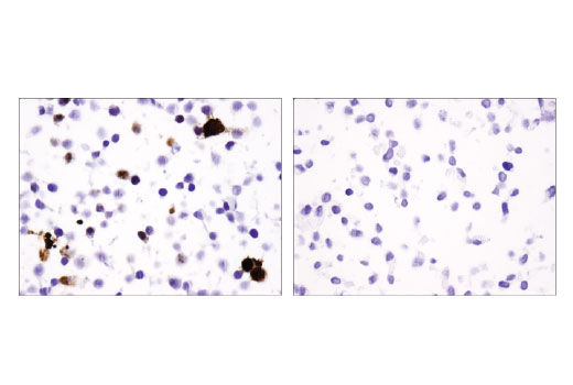 Immunohistochemistry Image 1: Cas9 (7A9-3A3) Mouse mAb