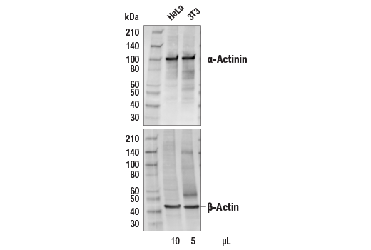 Western Blotting Image 1: Anti-rabbit IgG (H+L), Biotinylated Antibody