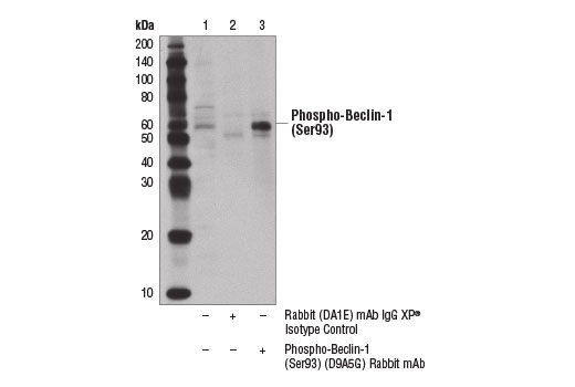 Immunoprecipitation Image 1: Phospho-Beclin-1 (Ser93) (D9A5G) Rabbit mAb