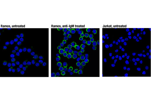 Immunofluorescence Image 1: Phospho-CD79A (Tyr182) (D1B9) Rabbit mAb (BSA and Azide Free)
