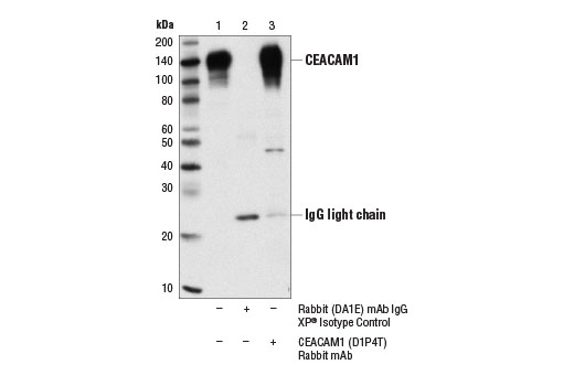 Immunoprecipitation Image 1: CEACAM1 (D1P4T) Rabbit mAb