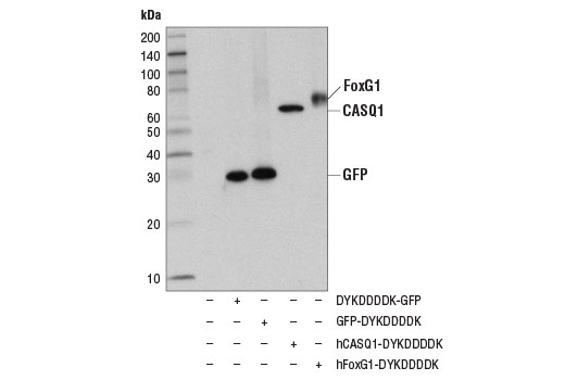 Western Blotting Image 1: DYKDDDDK Tag (D6W5B) Rabbit mAb (Binds to same epitope as Sigma-Aldrich Anti-FLAG M2 antibody)