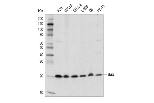 Western Blotting Image 1: Bax (D3R2M) Rabbit mAb (Rodent Preferred)