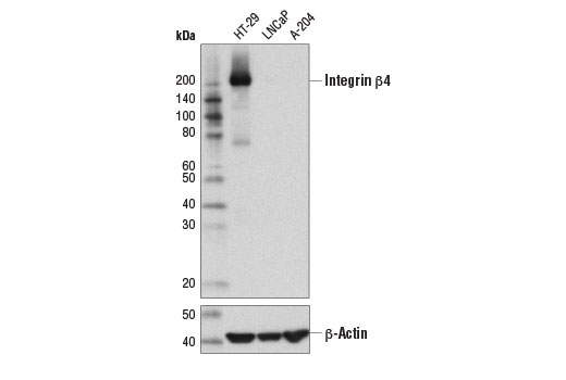 Western Blotting Image 1: Integrin β4 (D8P6C) XP® Rabbit mAb