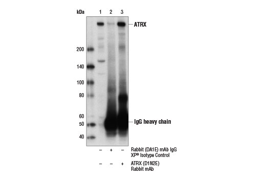 Immunoprecipitation Image 1: ATRX (D1N2E) Rabbit mAb