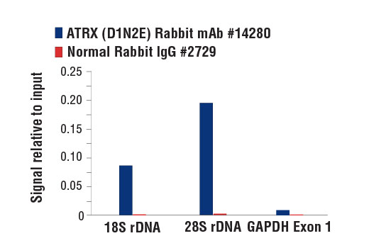 Chromatin Immunoprecipitation Image 1: ATRX (D1N2E) Rabbit mAb