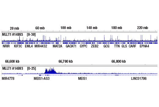 Chromatin Immunoprecipitation Image 2: MLLT1/ENL (D9M4B) Rabbit mAb