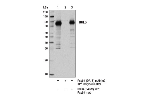 Immunoprecipitation Image 1: BCL6 (D4I2V) XP® Rabbit mAb