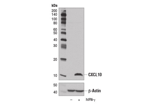  Image 13: Senescence Associated Secretory Phenotype (SASP) Antibody Sampler Kit
