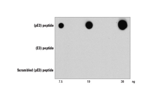 Western Blotting Image 1: β-Amyloid (pE3 Peptide) (D5N5H) Rabbit mAb